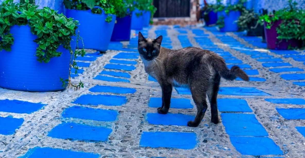 Enjoy Chefchaouen the Magic of the Blue City on Budget - Affordable Dining Spots in Chefchaouen