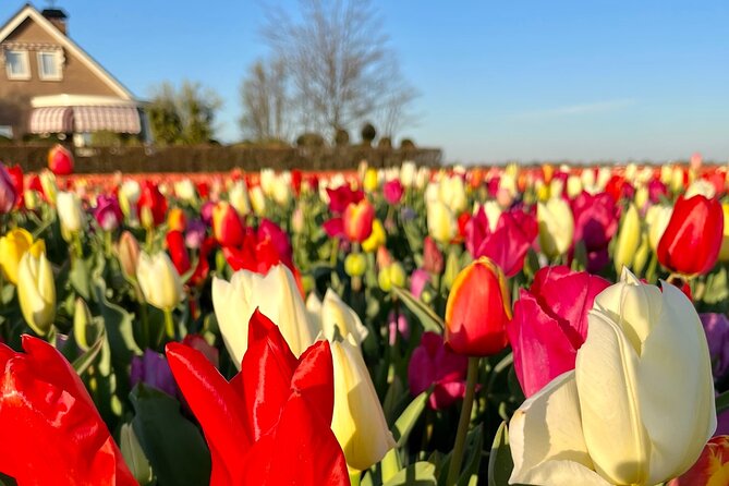 Enjoy the Tulips in a Landrover With a Local Guide - Landrover Experience Details