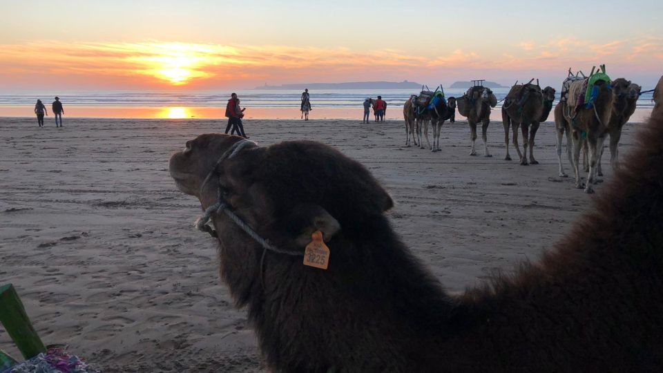 Essaouira : 1H Quad Bike Tour and 1H Camel Ride - Well-Organized Adventure Activities