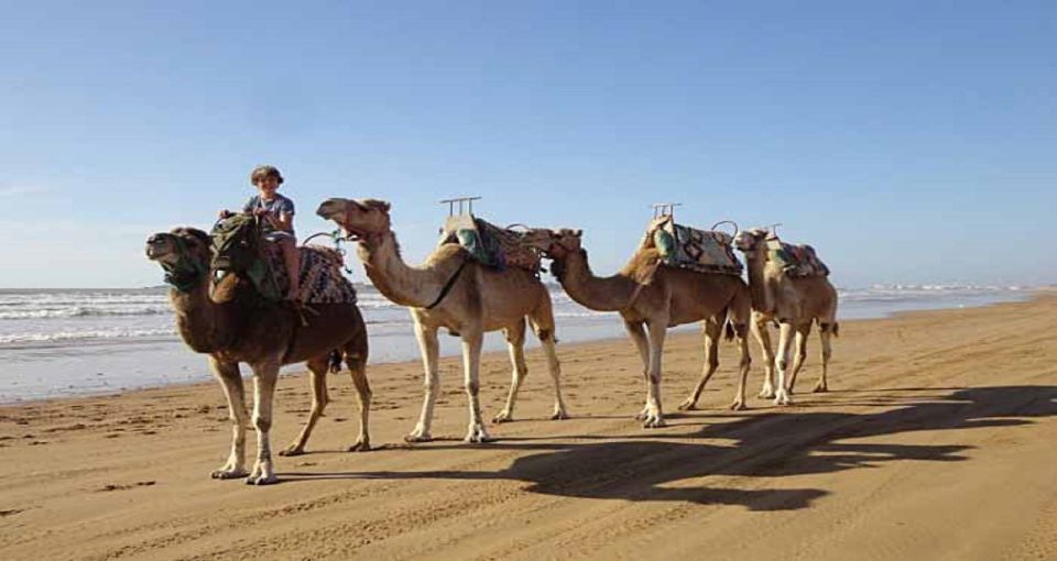 Essaouira: 2-Hour Camel Ride - Experience Highlights