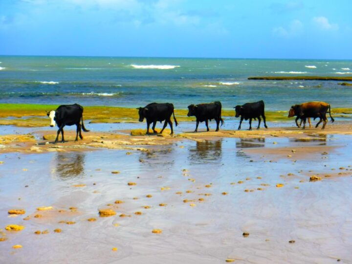 Essaouria: Beach & Big Dunes 2-Hour Quad Biking Tour - Experience Highlights