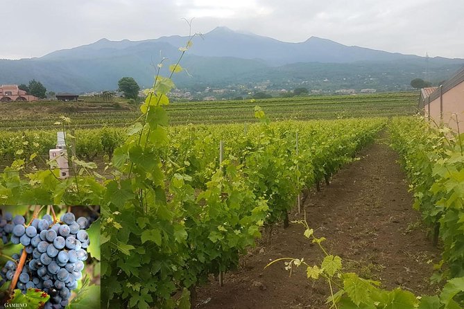 Etna Trekking and Wine Tasting - Itinerary Overview