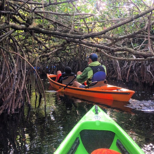 Everglades Kayak Safari Adventure Through Mangrove Tunnels - Experience Highlights of the Adventure