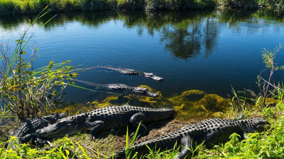 Everglades: Sawgrass Park Airboat Adventure Package - Inclusions