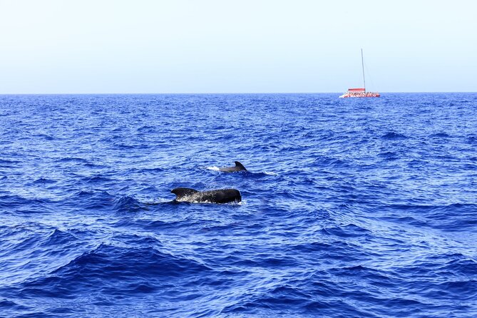 Exclusive Freebird Catamaran Whale & Dolphin to Masca From South - Itinerary Overview
