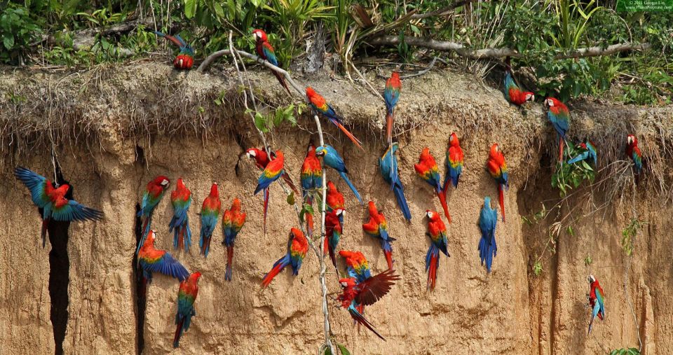 Excursion to the Chuncho Clay Lick for Parrots and Macaws. - Experience Highlights