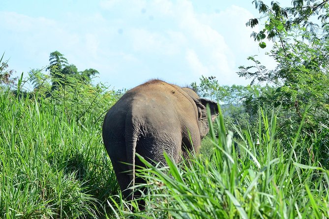 Experience Elephant Sanctuary Sticky Waterfall - Traveler Resources