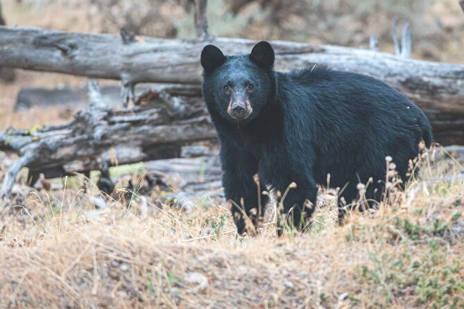 Explore and Learn the Natural Wonders of Summerland - Hiking Trails and Scenic Views