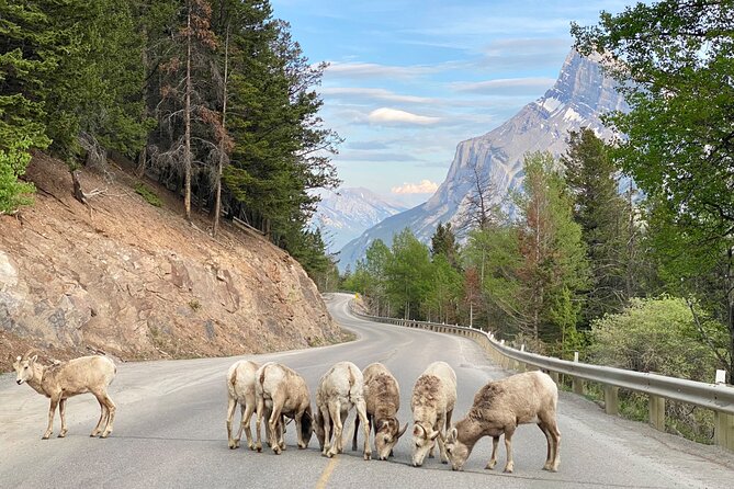 Explore Banff National Park With Our Premium Day Tour - Pickup Information