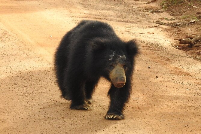 Explore Beauty Of Yala (Ruhuna) National Park From South Coast in One Day. - Safari Activity Details