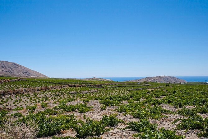 Explore the Secret Treasures of Santorini - Delightful Wine Tasting at Venetsanos Winery