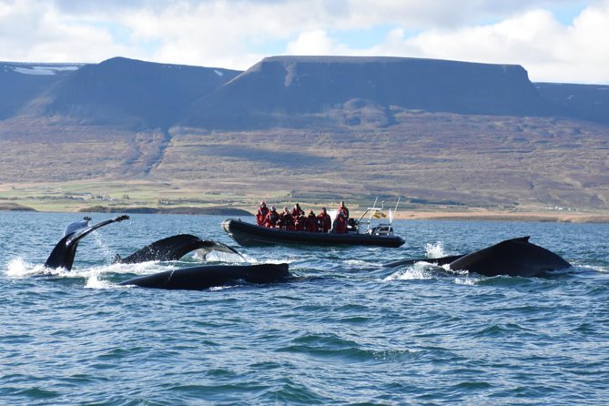 Express Whale Watching by RIB Boat From Akureyri - Departure Details