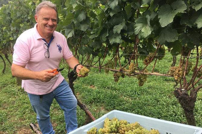 Family Wineries Tour in Bento Gonçalves, Rio Grande Do Sul - Winery Visits