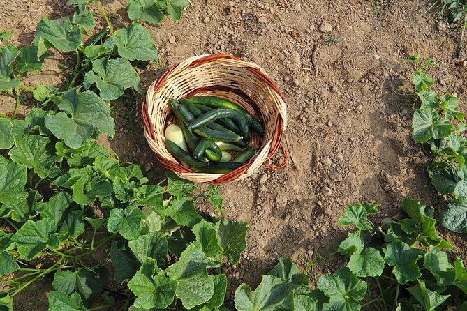 Farm to Table Experience in Tinos Island - Fresh Produce Sampling