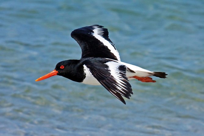 Faro to Ilha Deserta, Rio Formosa Natural Park Eco-Tour - Island Activities