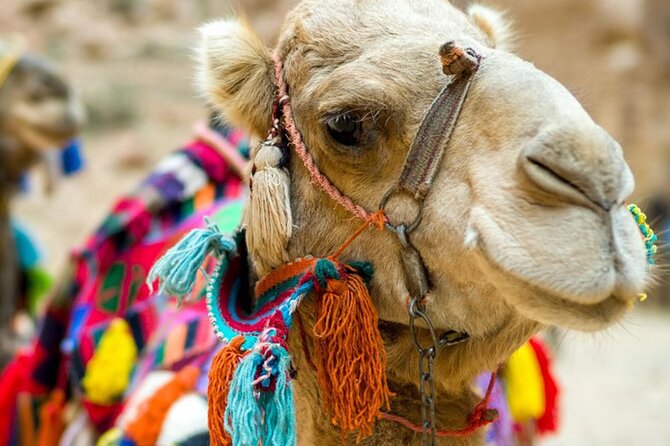 Fethiye Camel Riding at Gosht Town - Recommended Items