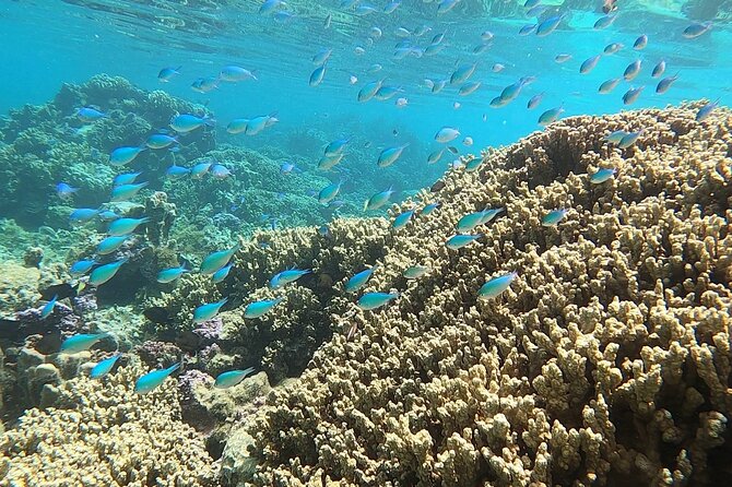 First Dive in the Beautiful and Quiet Maraa Lagoon (Paea - Tahiti) - Inclusions and Equipment Details