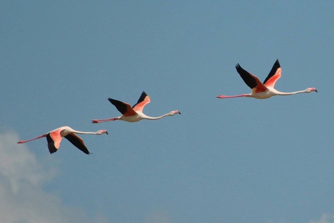 Flamingos Sightseeing Segway Tour - Cancellation Policy Details
