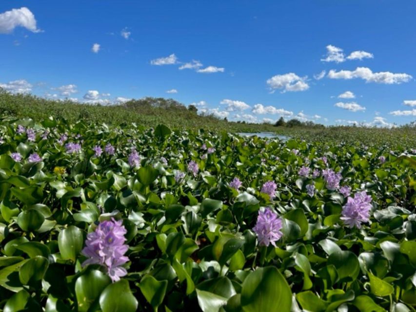 Florida: 90 Minute Everglades Cruise - Experience Highlights
