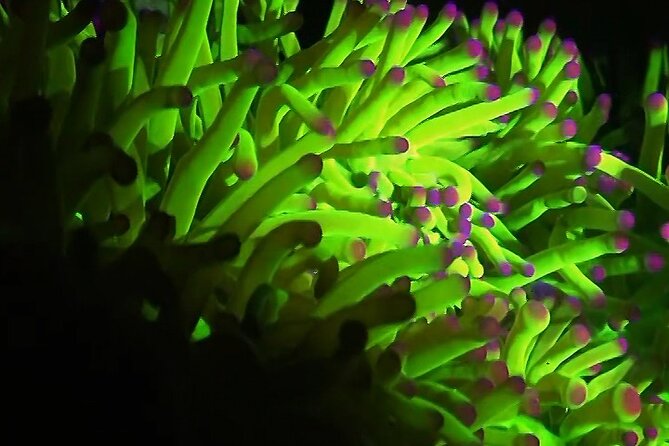 Fluorescent Snorkeling With Ultraviolet Flashlights - Safety Tips for Nighttime Snorkeling