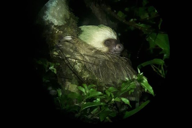 Forest Night Tour in Monteverde Refuge / Guide & Entrace Fee. - Booking Guidelines
