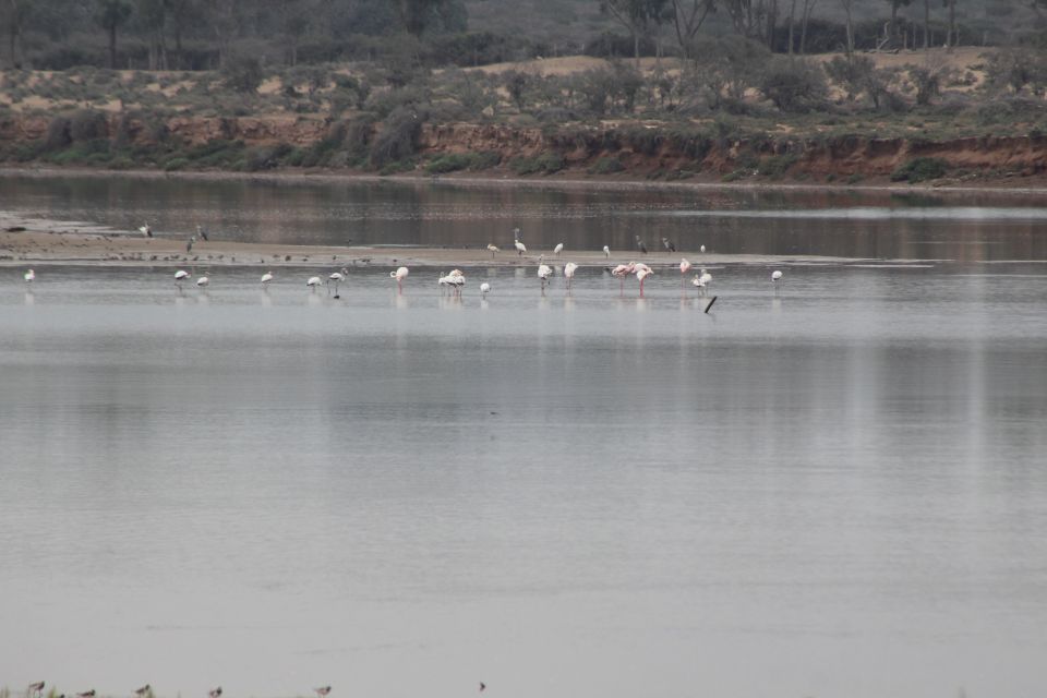 From Agadir or Taghazout: Camel Ride Tour & Flamingos Watch - Experience Highlights