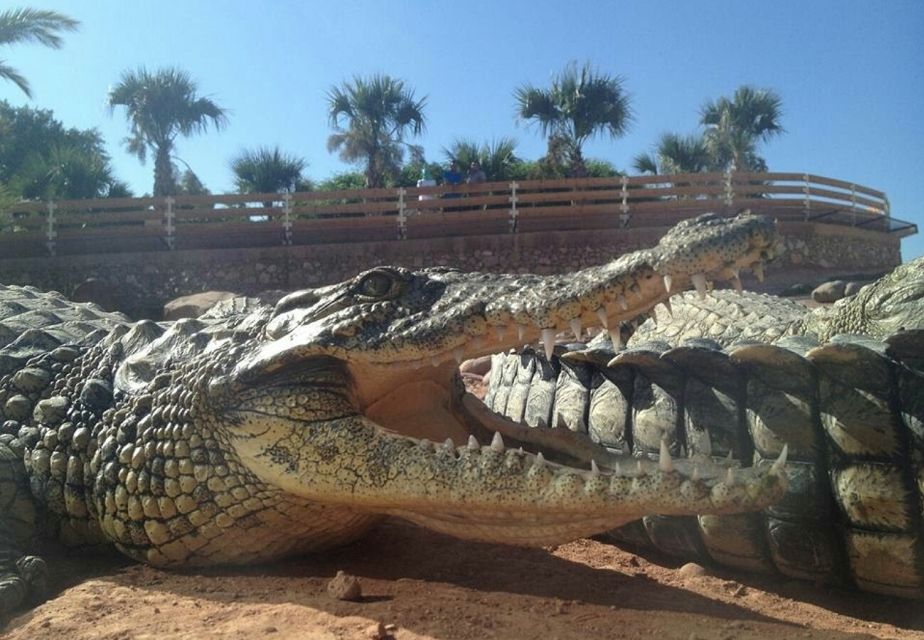 From Agadir or Taghazout: Crocoparc Trip With Entry Ticket - Customer Reviews