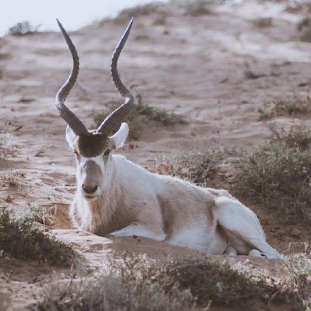 From Agadir: Safaris & Wildlife With Lunch - Park Exploration