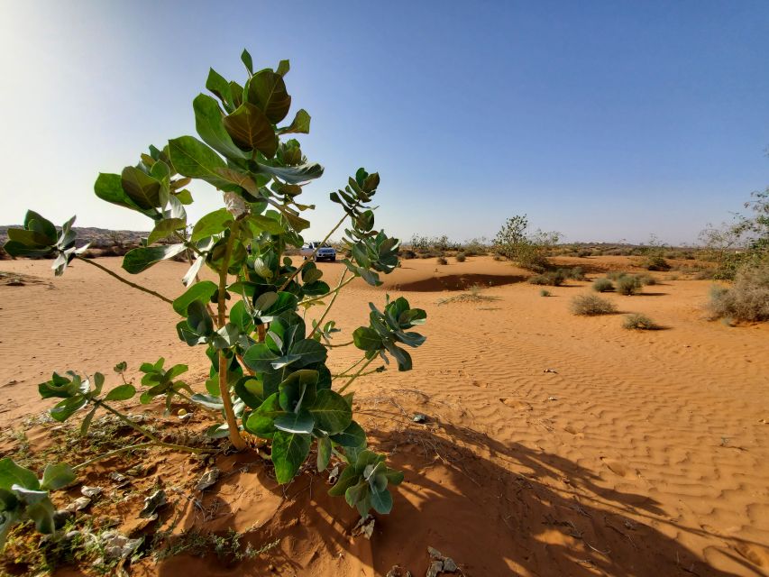 From Agadir: Sahara Desert Day Trip and Camel Ride - Highlights of the Trip