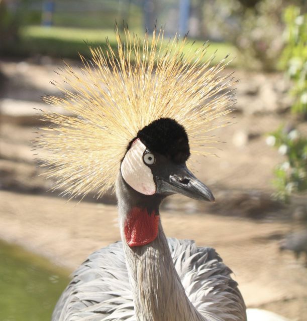 From Agadir: Sous Massa National Park Desert Safari W/Lunch - Experience Highlights