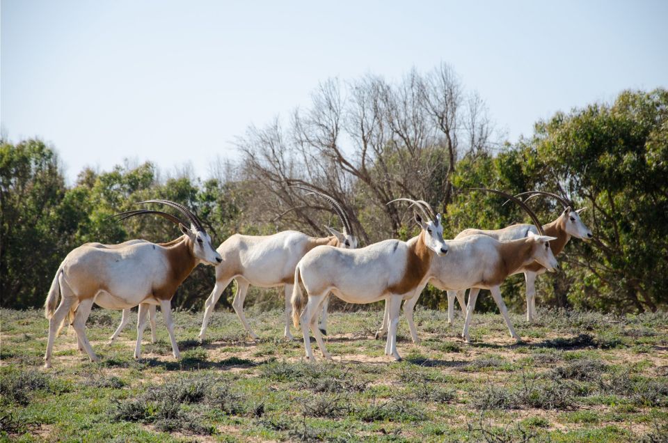 From Agadir: Sous Massa National Park Desert Safari W/Lunch - Experience Highlights