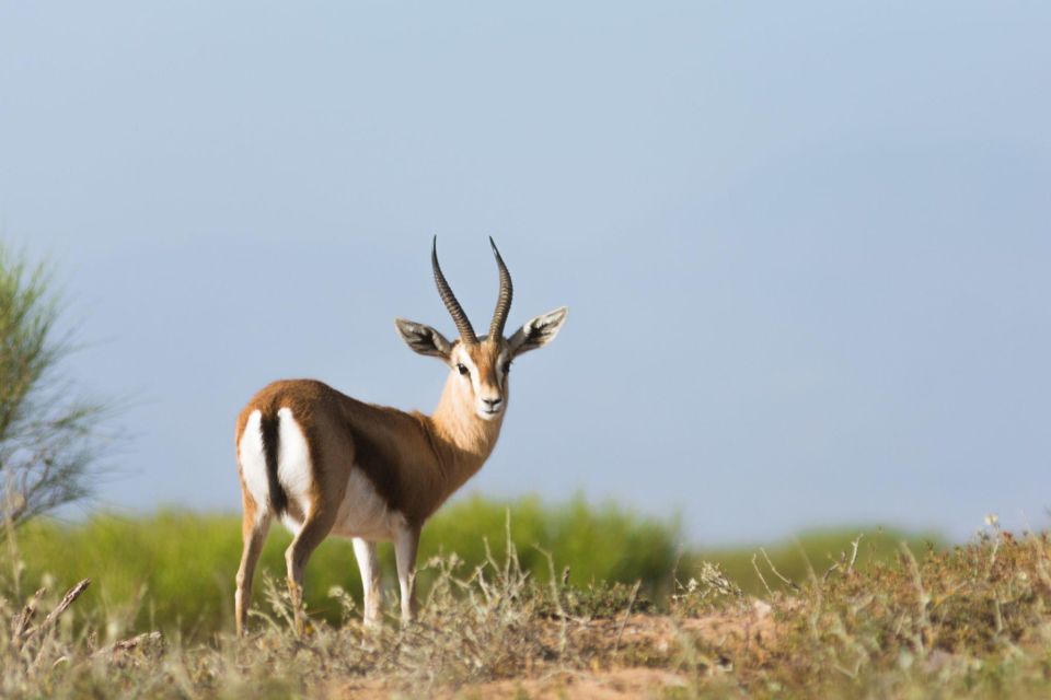 From Agadir: Sous Massa National Park Desert Safari W/Lunch - Experience Highlights