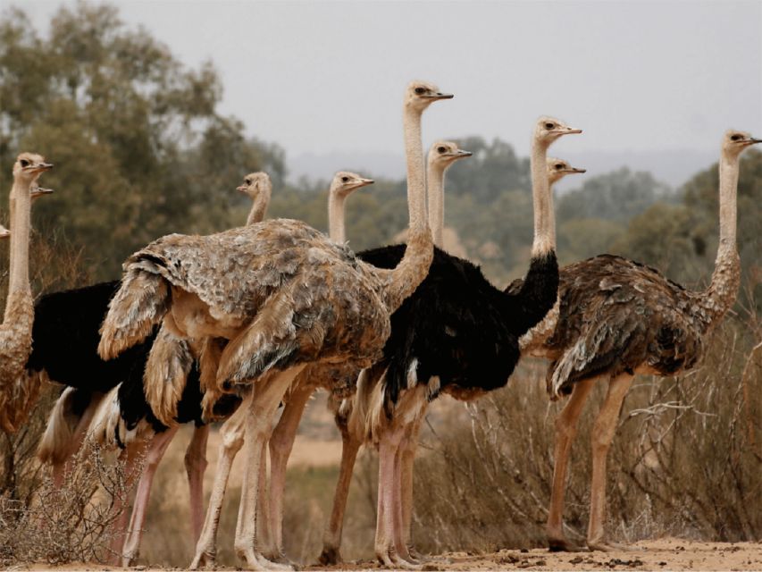 From Agadir: Sous Massa Wildlife Park, Desert Safari & Lunch - Experience Highlights