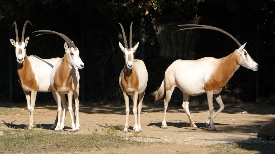 From Agadir: Souss Massa National Park Tour - Activity Highlights