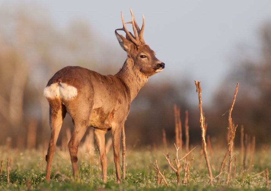 From Amsterdam: Small Group Tour NP Hoge Veluwe (Van Gogh) - Wildlife Spotting