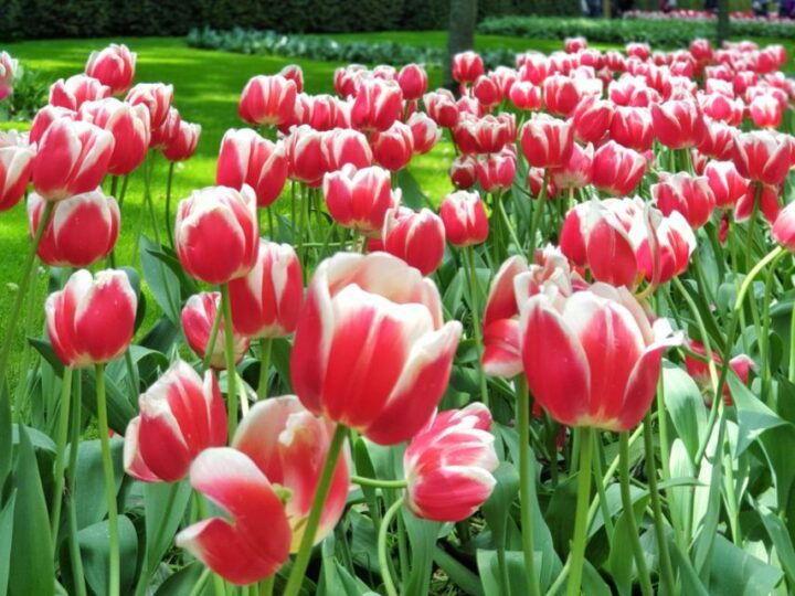 From Amsterdam: Tulip Tour Keukenhof & City Tour Delft - Inclusions