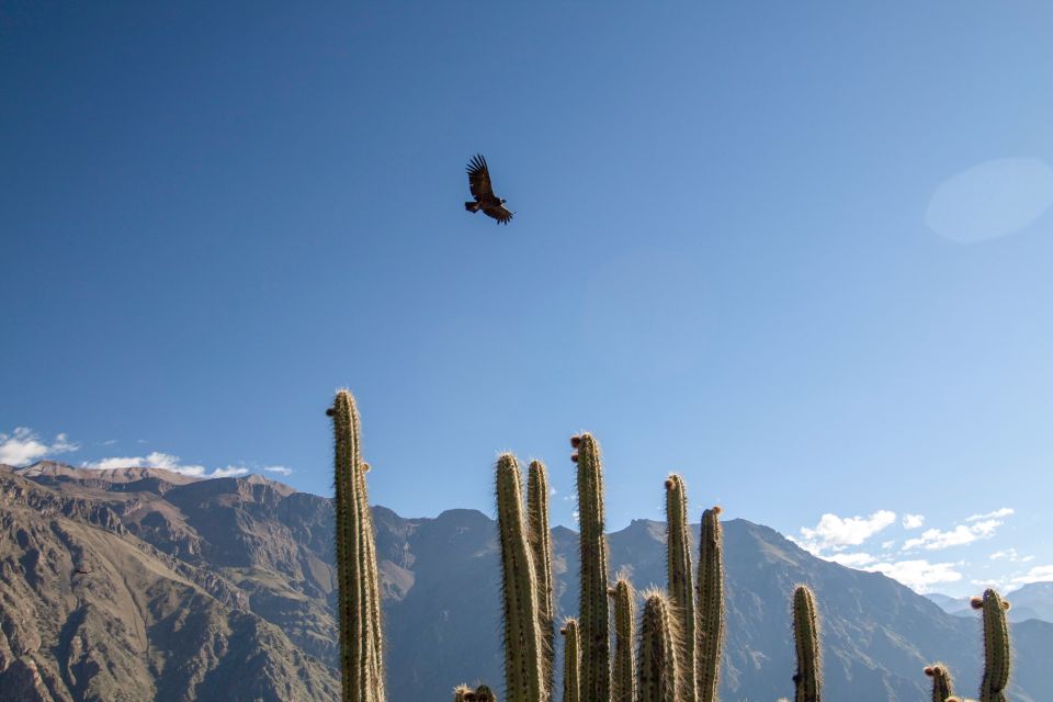 From Arequipa: Colca Canyon Two-Day Tour - Itinerary Highlights and Sightseeing Spots