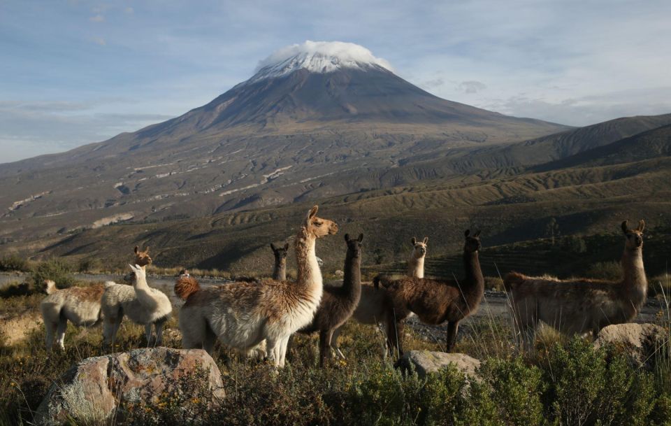 From Arequipa: Excursion to Salinas Lagoon - Highlights