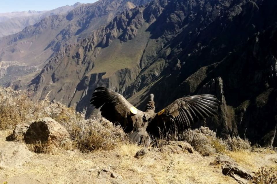 From Arequipa: Tour Fantastic to Colca Canyon 2Days/1Night - Activity Details