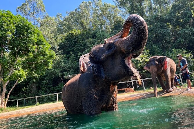 From Bangkok: Elephant Jungle Sanctuary Day Trip - Elephant Interaction Activities