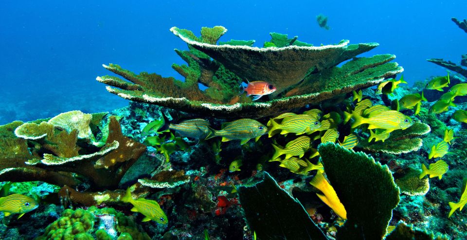 From Cancun and Riviera Maya: Cozumel Snorkeling Tour - Experience Highlights