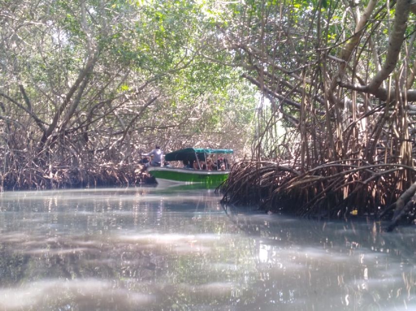 From Cartagena: Mangroves Trip With Lunch - Experience Highlights