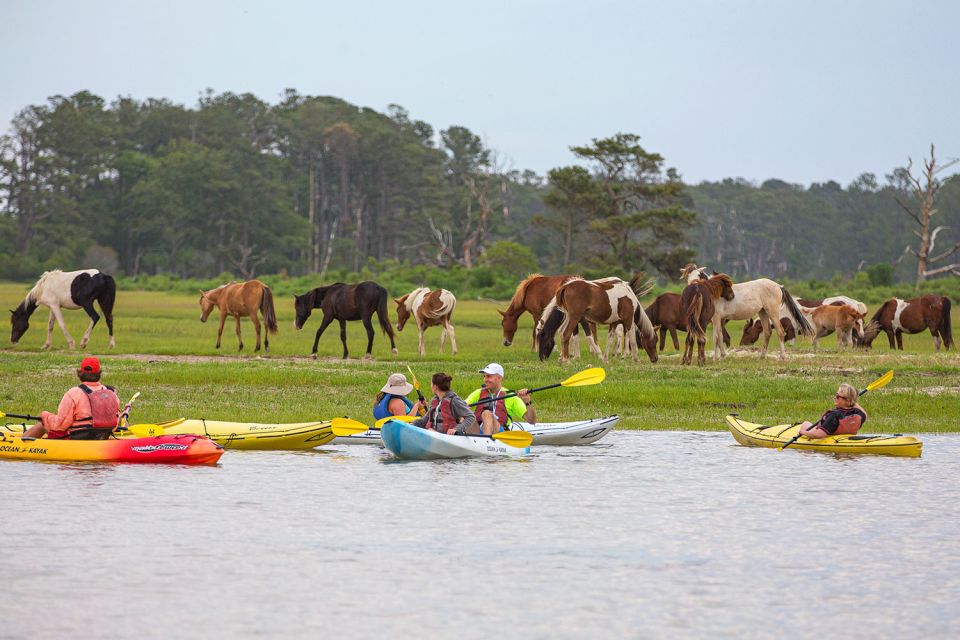 From Chincoteague: Guided Kayak Tour to Assateague Island - Full Description