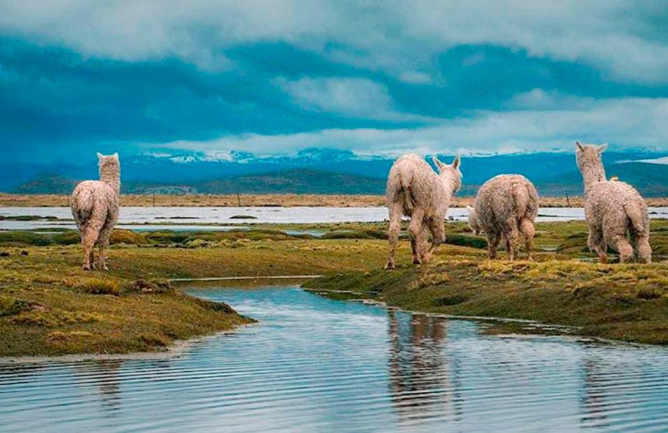 From Chivay: Route From Chivay (Colca) to the City of Puno - Andes Viewpoint Stopover