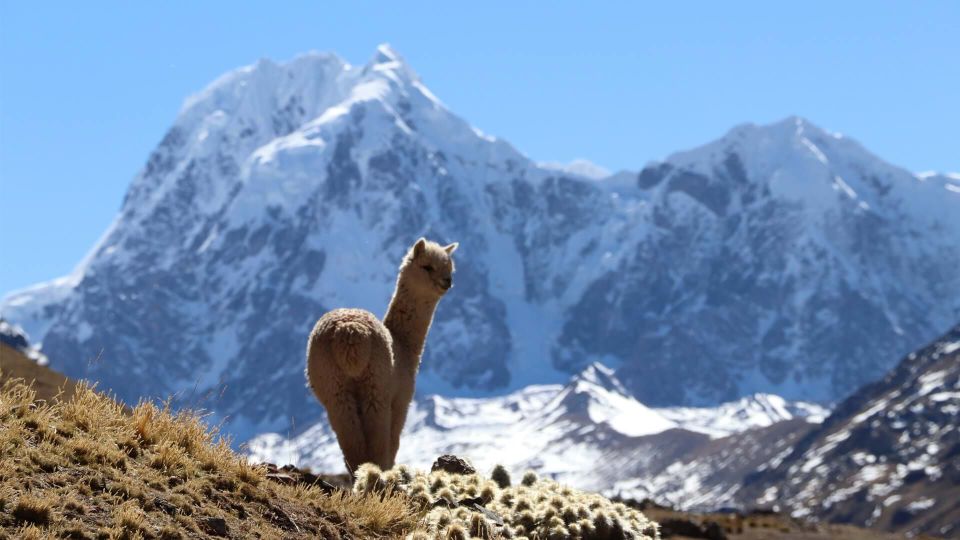 From Cusco: Ausangate Route - 7 Lagoons Tour Meals - Itinerary Highlights and Schedule