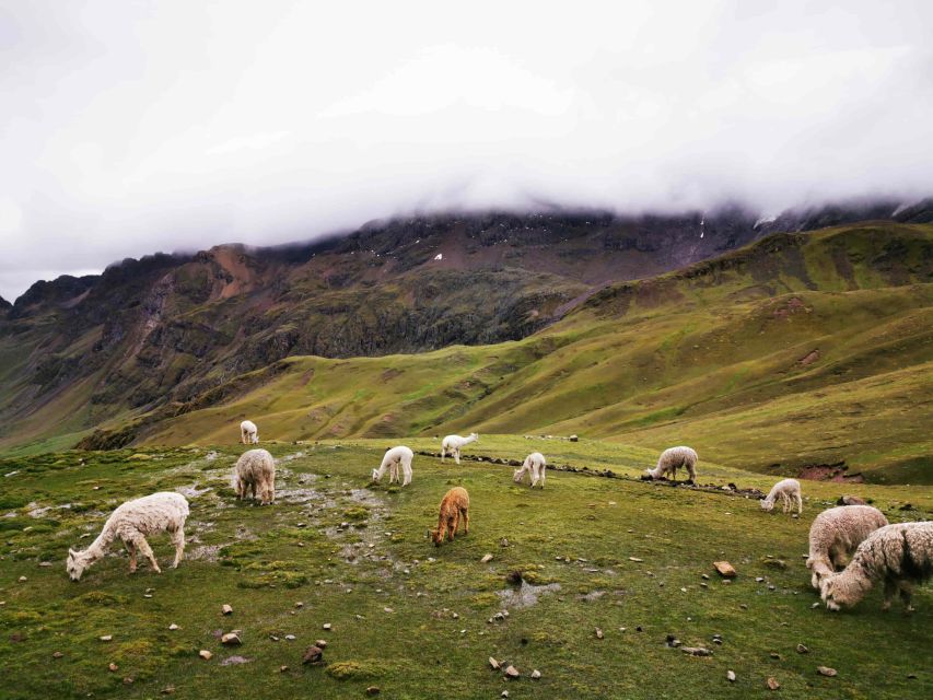 From Cusco: Rainbow Mountain on ATVs - Experience Highlights