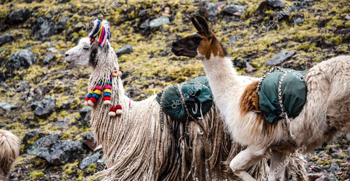 From Cusco: Tour to Chinchero/Maras/MorayPicnic - Itinerary Highlights