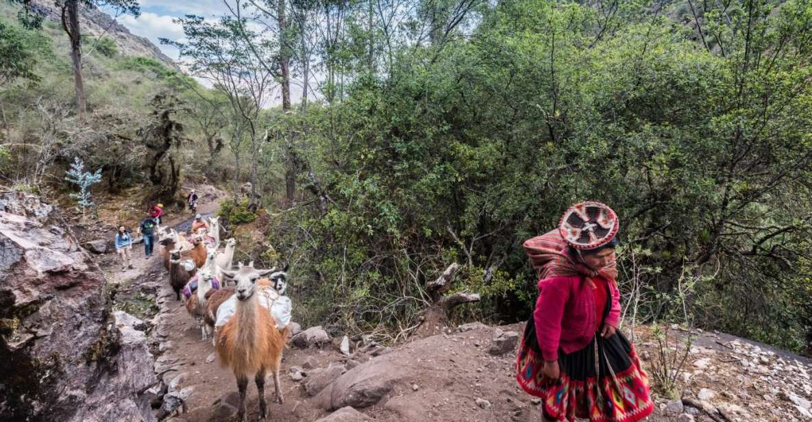 From Cusco: Walk With Alpacas and Llamas & Picnic Private - Activity Highlights