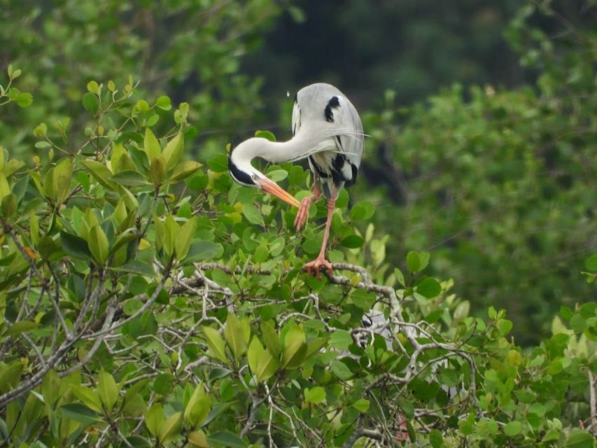 From Desaru: Lebam River Kayak Trip With Boat Cruise - Experience Highlights