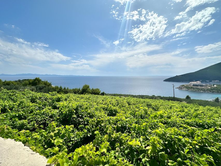 From Dubrovnik: Wine and Gastro Private Tour up to 8 Pax - Wine Tasting Experience
